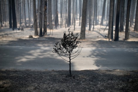 השריפה הגדולה בקליפונרה - צילום AFP  19