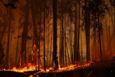 השריפה הגדולה בקליפונרה - צילום AFP  47