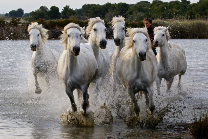 White "Camargue" horses gallop through water in the Camargue area, southern France. They are generally considered one of the oldest breeds of horses in the world, known for their stamina, hardiness and agility. May 25, 2016. Photo by Doron Horowitz/FLASH90 *** Local Caption *** ????? ????? ??? ???? ???? ???? ?????? ????? ? ??????