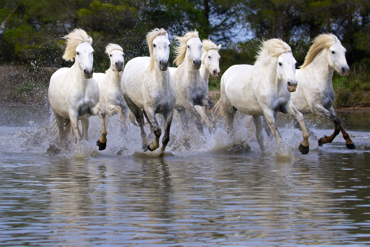 White "Camargue" horses gallop through water in the Camargue area, southern France. They are generally considered one of the oldest breeds of horses in the world, known for their stamina, hardiness and agility. May 25, 2016. Photo by Doron Horowitz/FLASH90 *** Local Caption *** ????? ????? ??? ???? ???? ???? ?????? ????? ? ??????