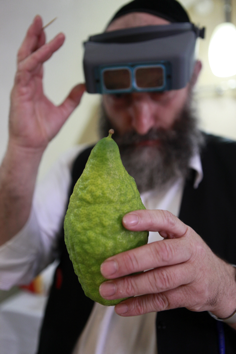 Ultra orthodox Jewish men examin a citron, known as an etrog, for imperfections, at a market in the ultra orthodox neighborhood of Meah Shearim in Jerusalem on October 04, 2011, a few days before the Jewish holiday of Sukkot. The citron is one of the four species used during rituals in the week-long Jewish holiday of Sukkot , Sukkot commemorates the Israelites 40 years of wandering in the desert and a decorated hut or tabernacle is erected outside religious households as a sign of temporary shelter. Photo by Uri Lenz/FLASH90 *** Local Caption *** ????? ????? ??? ????? ?????