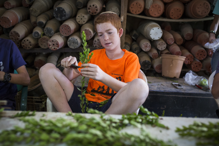 Jewish Israelis prepare Myrtle plants at a farm, on October 7, 2016, ahead of the Jewish holiday of Sukkot. The Mytle plant is part of the four species: etrog, lulav, myrtle and arava, used during rituals in the week-long Jewish holiday of Sukkot. Sukkot commemorates the Israelites 40 years of wandering in the desert and a decorated hut or tabernacle is erected outside religious households as a sign of temporary shelter. Photo by Maor Kinsbursky/Flash90. *** Local Caption *** ????? ???? ????? ??????? ?????? ??? ????? ???? ????? ?????? ???