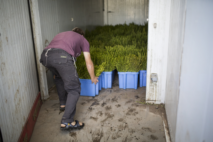 Jewish Israelis prepare Myrtle plants at a farm, on October 7, 2016, ahead of the Jewish holiday of Sukkot. The Mytle plant is part of the four species: etrog, lulav, myrtle and arava, used during rituals in the week-long Jewish holiday of Sukkot. Sukkot commemorates the Israelites 40 years of wandering in the desert and a decorated hut or tabernacle is erected outside religious households as a sign of temporary shelter. Photo by Maor Kinsbursky/Flash90. *** Local Caption *** ????? ???? ????? ??????? ?????? ??? ????? ???? ????? ?????? ???