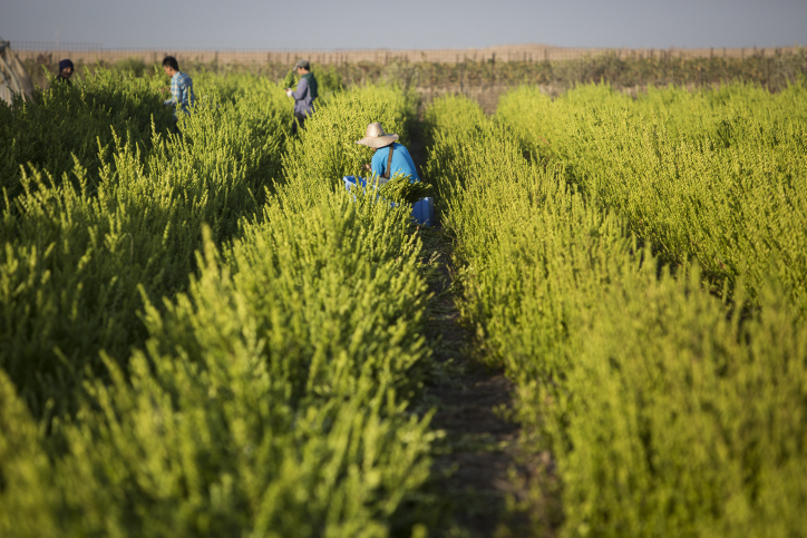 Workers pick Myrtle plants at a farm, on October 7, 2016, ahead of the Jewish holiday of Sukkot. The Mytle plant is part of the four species: etrog, lulav, myrtle and arava, used during rituals in the week-long Jewish holiday of Sukkot. Sukkot commemorates the Israelites 40 years of wandering in the desert and a decorated hut or tabernacle is erected outside religious households as a sign of temporary shelter. Photo by Maor Kinsbursky/Flash90. *** Local Caption *** ????? ???? ????? ??????? ?????? ??? ????? ???? ????? ?????? ???