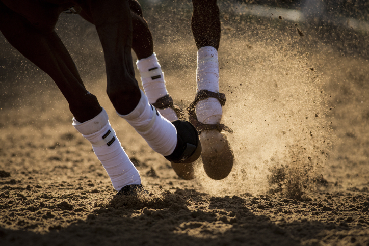 Professional Israeli riders participate in the Futurity horse riding contest at the Alonim Farm in Kibbutz Alonim in Northern Israel, on November 5, 2016. Photo by Maor Kinsbursky/Flash90 *** Local Caption *** ????? ????? ????? ???'????? 2016 ????? ?????? ?????? ???????? ?????? ???????? ??? ????.