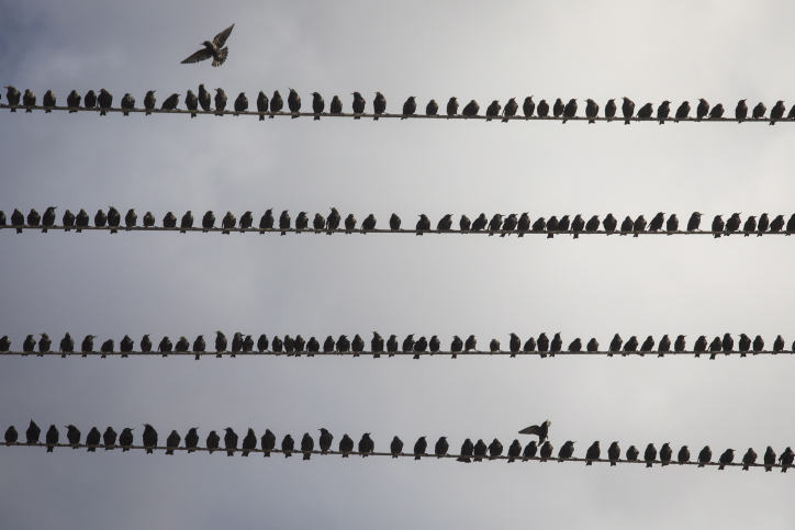 A flock of birds sit on electricity wires in Southern Israel, on Janury 21, 2017. Photo by Nati Shohat/Flash90 *** Local Caption *** ??????? ????? ???? ?????