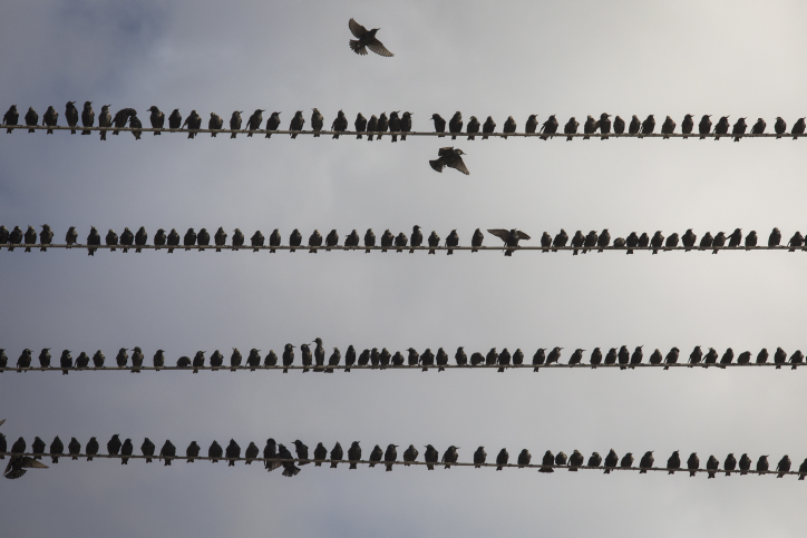A flock of birds sit on electricity wires in Southern Israel, on Janury 21, 2017. Photo by Nati Shohat/Flash90 *** Local Caption *** ??????? ????? ???? ?????