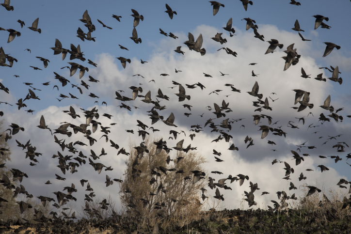 A flock of birds near the Dudaim dump site in Southern Israel, on Janury 21, 2017. Photo by Nati Shohat/Flash90 *** Local Caption *** ??????? ????? ???? ????? ????? ??????