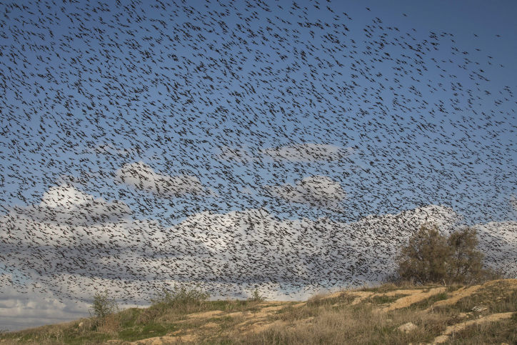 A flock of birds near the Dudaim dump site in Southern Israel, on Janury 21, 2017. Photo by Nati Shohat/Flash90 *** Local Caption *** ??????? ????? ???? ????? ????? ??????