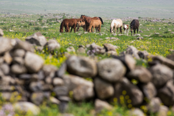 A herd of horses at the Gamla Farm in the Golan Heights, northern Israel, on March 10, 2017. Photo by Maor Kinsbursky/Flash90 *** Local Caption *** ??? ????? ????? ??? ?????? ?? ???? ???? ?????? ????? ?????? ???? ???? ??? ?????