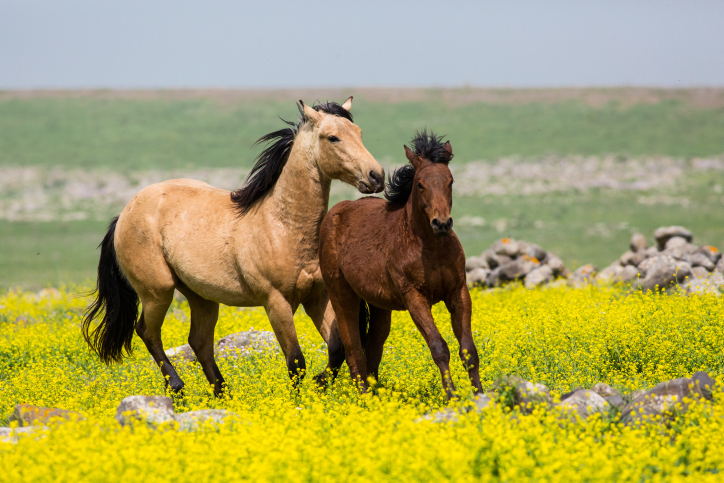 A herd of horses at the Gamla Farm in the Golan Heights, northern Israel, on March 10, 2017. Photo by Maor Kinsbursky/Flash90 *** Local Caption *** ??? ????? ????? ??? ?????? ?? ???? ???? ?????? ????? ?????? ???? ???? ??? ?????