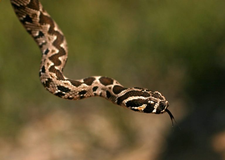 Vipera_palestina_head
