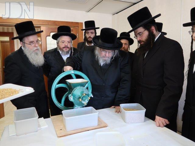 בעלזא טחינת חיטים (8)