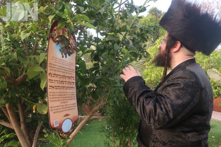 דינוב בית שמש (3)