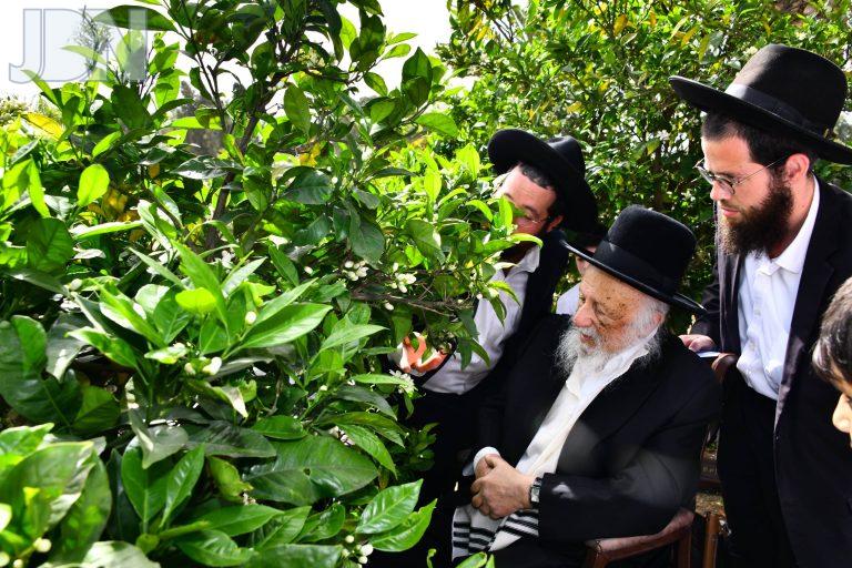 הגרב''ד פוברסקי ברכת האילנות (8)