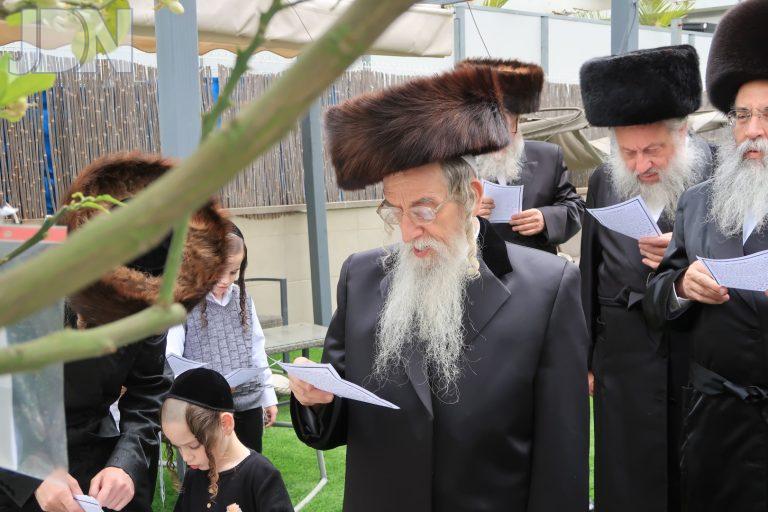 מעליץ ברכת האילנות (4)