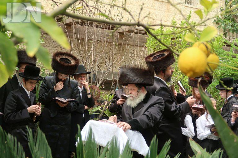 נדבורנה ביתר ברכת האילנות (4)