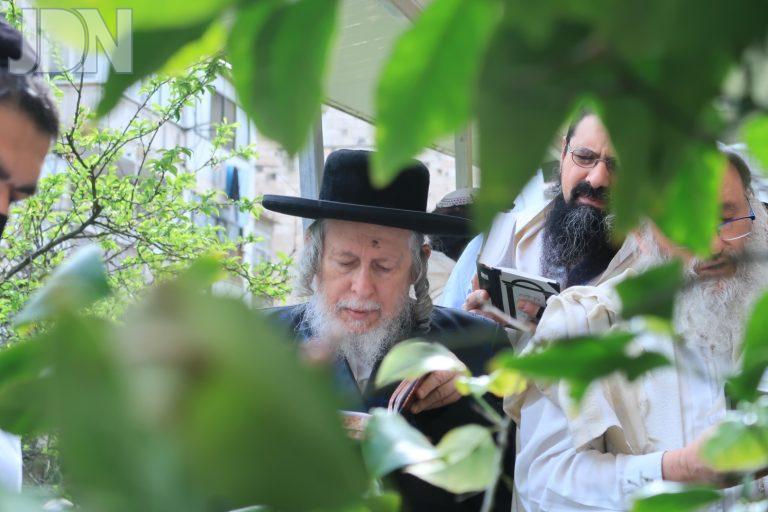 סטראפקוב ברכת האילנות (7)