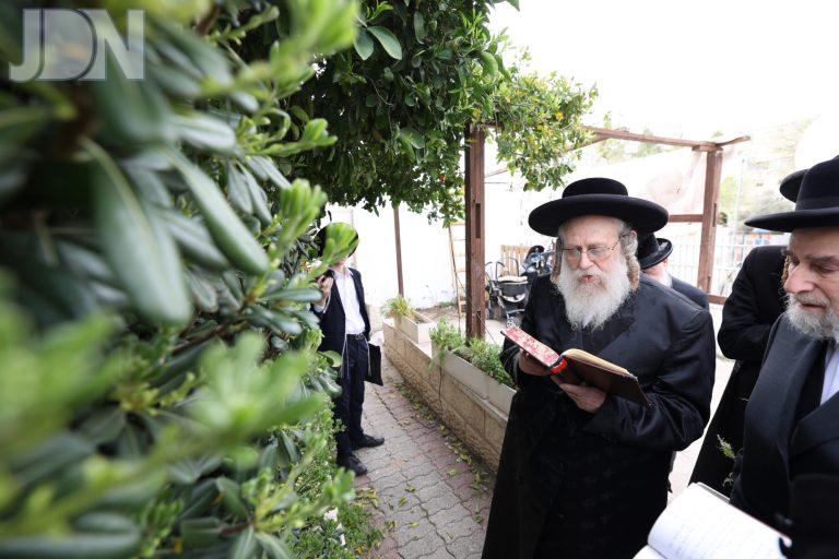 קאמארנא ברכת האילנות (2)
