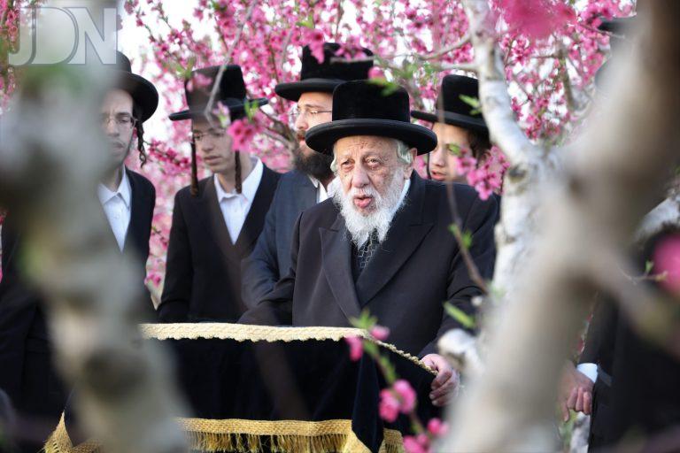 קאפיטשניץ ברכת האילנות (15)