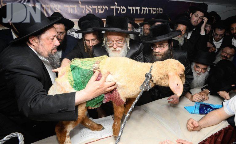פדיון פטר חמור הרב שטרן תולדות אהרן (8)
