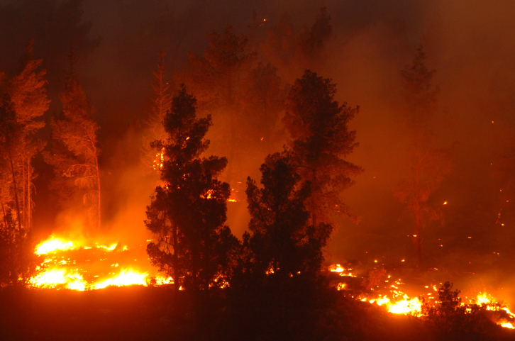 FOREST FIRE