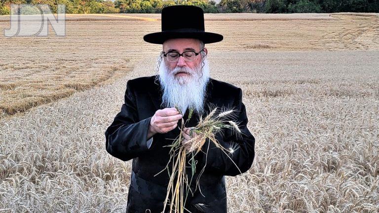 ראב''ד פאלטישאן קציר חיטים פנסילבניה (10)