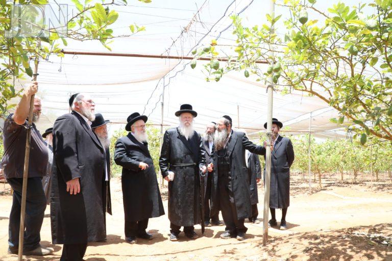 רבני העדה החרדית פרדס אתרוגים (11)