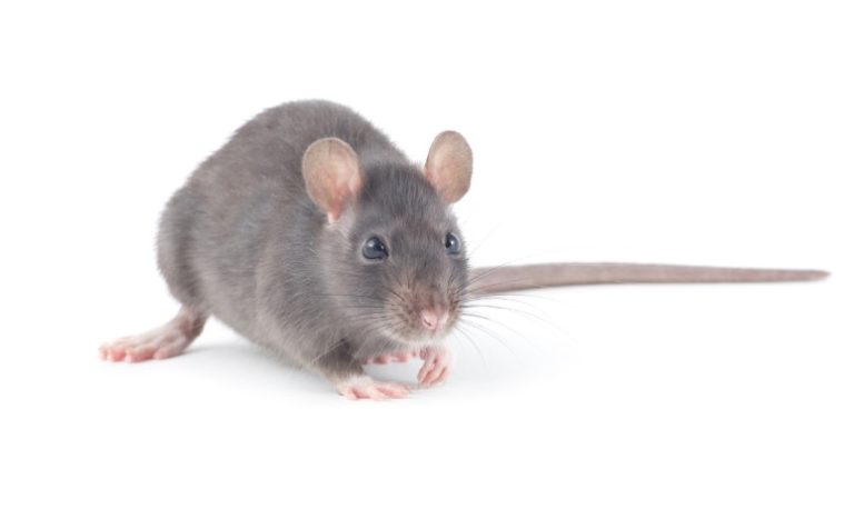 rat