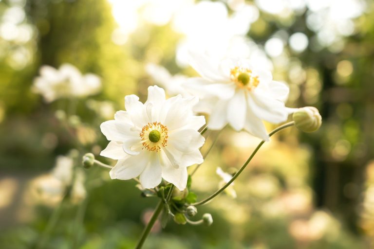 autumn-anemone-7472608_1920