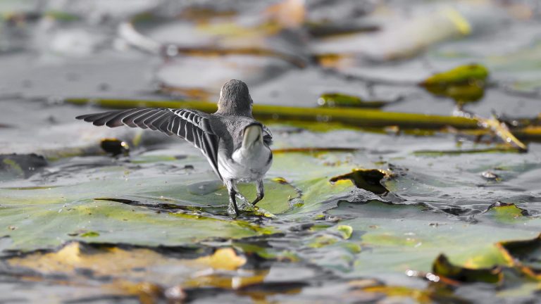 white-wagtail-7455159_1920