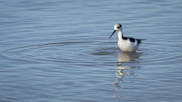 wild-bird-7462267_1920