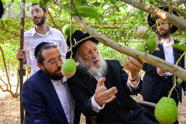 הגרב''ד פוברסקי קוטף אתרוגים (26)