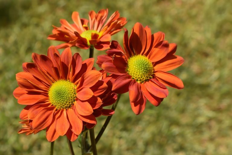 aster-7523235_1920