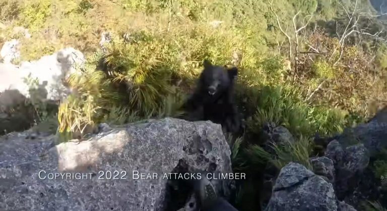 mountain-climber-fights-off-bear-1536x839