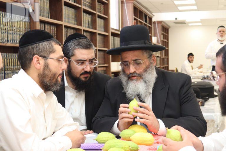 הגר''י אברג'ל בבדיקת אתרוגים מרוקאים (7)