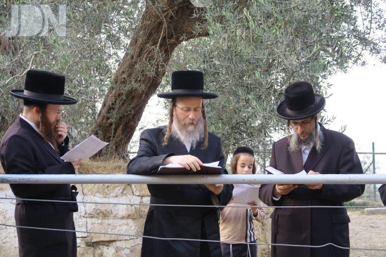 ווערדאן ירושלים תשליך (1)