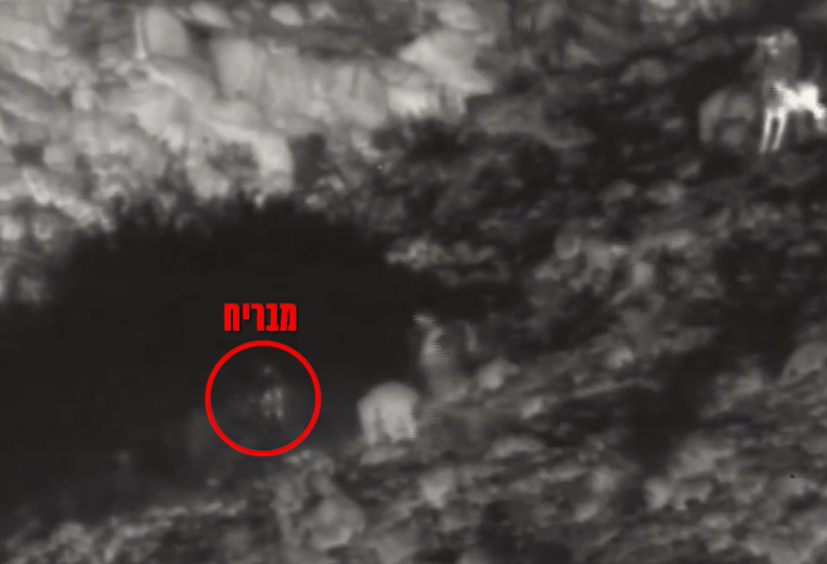 ‏‏לכידה
