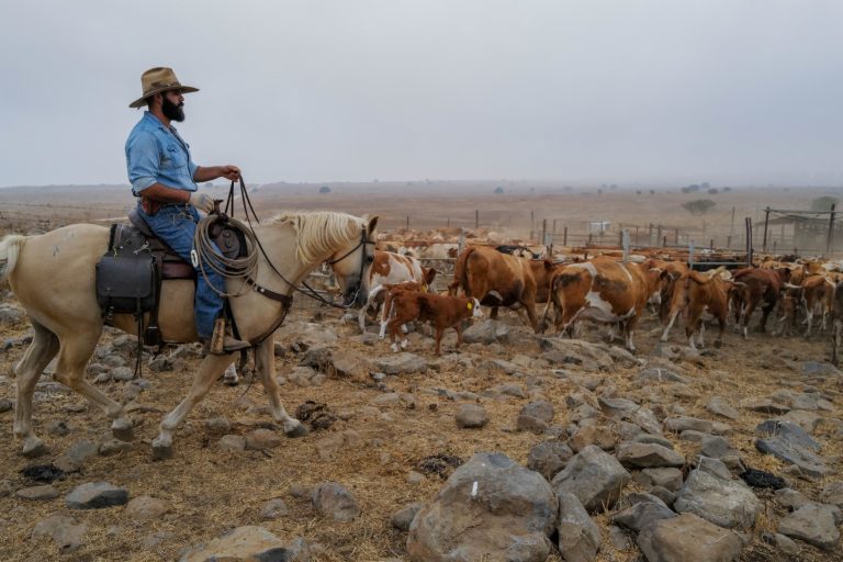 ISRAELI COWBOYS