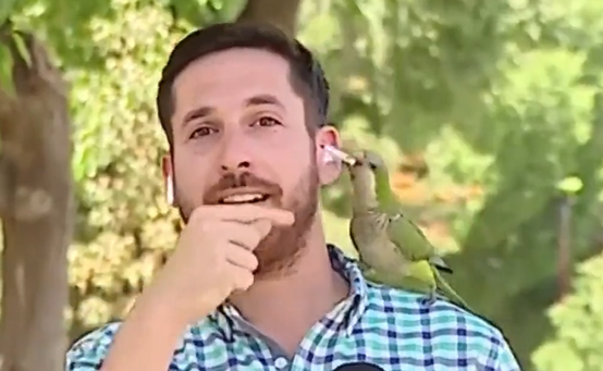 ‏‏לכידה