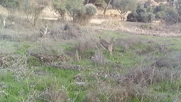 ‏‏לכידה