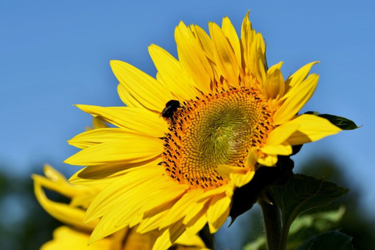 bee-7631400_1920