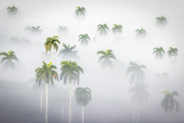 palm-7641522_1920