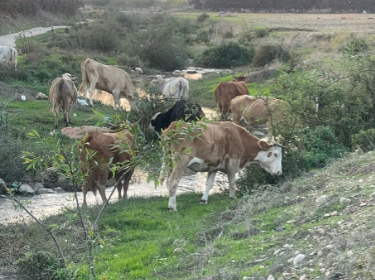 ‏‏לכידה