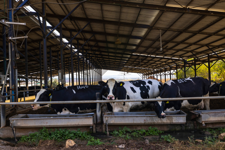 A worker on a kibbutz prepares the cows to be milked