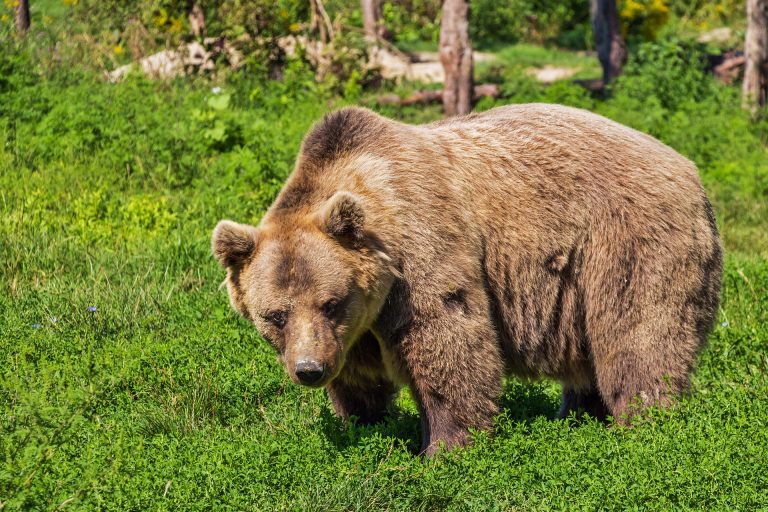 bear-422682_1920