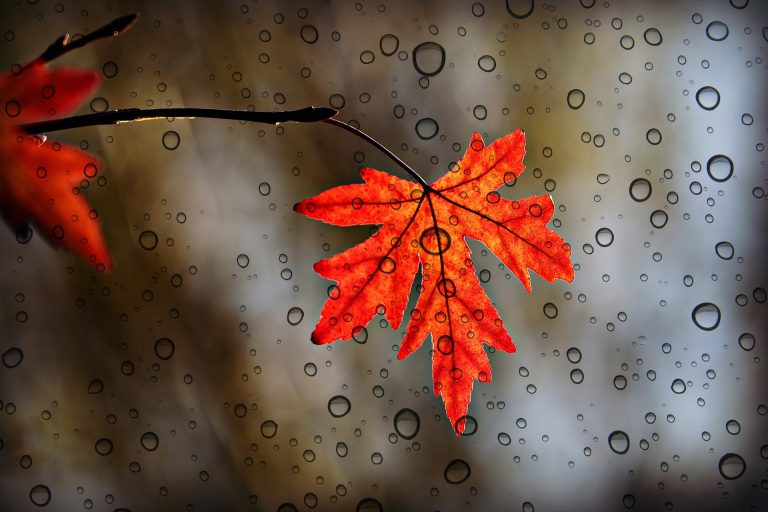 leaf-3865014_1920