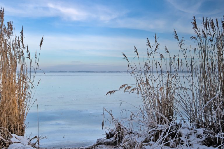reed-7696370_1920