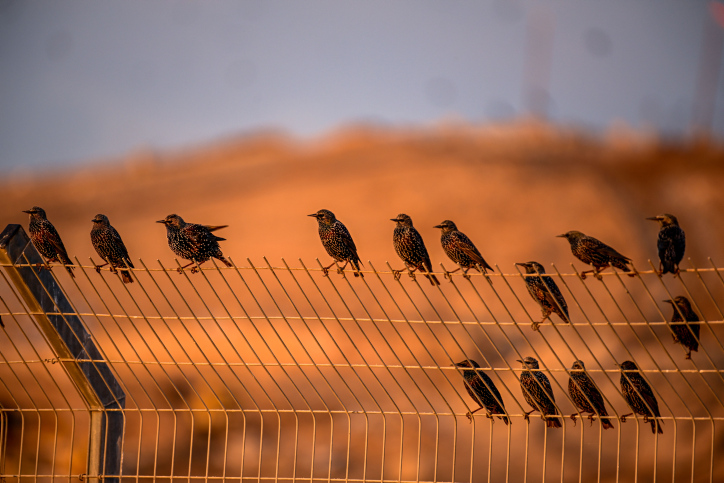 ISRAEL NATURE