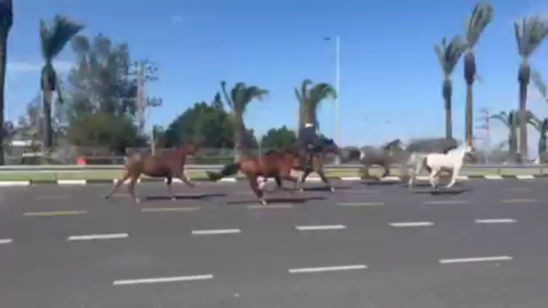 ‏‏צילום מסך (266)
